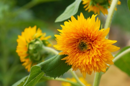 Colorful sunflowers.の写真素材