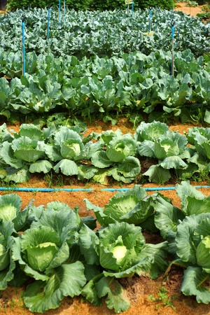 head of cabbageの写真素材