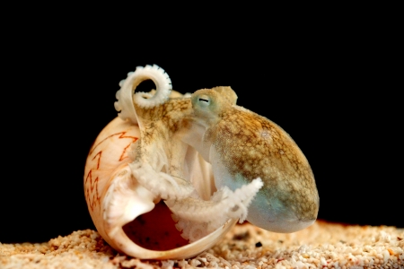 octopus close up macro shot.の写真素材