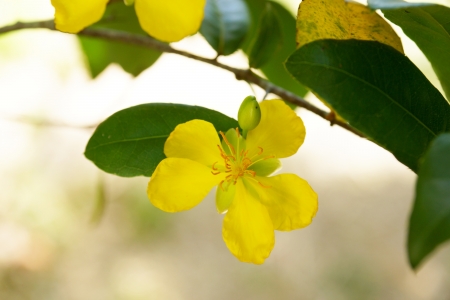 Yellow flower of Micky mouse plant (Ochna kirkii Oliv.)の写真素材