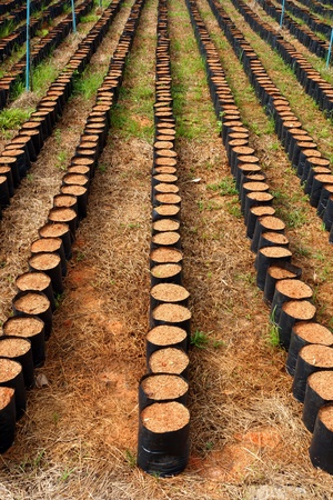 Soil for growing palm trees.の写真素材