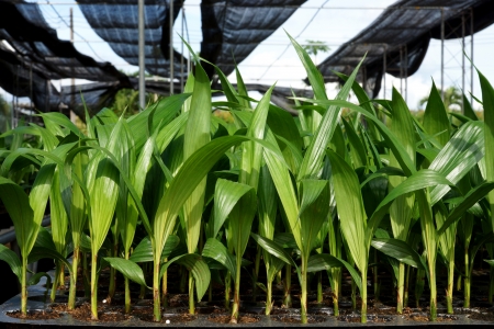 Palm seedlings in the nursery.の写真素材