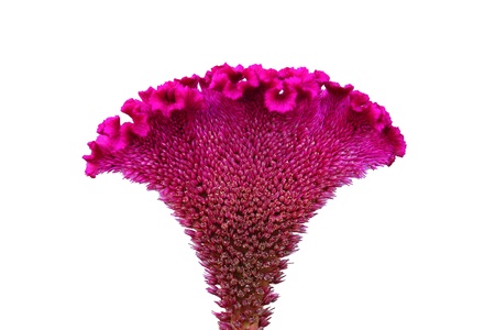 Close-ups of the Cockscomb flowers in the garden. (Celosia Argentea L. var cristata (L.) Kuntze.)の写真素材