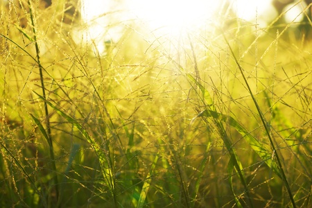Grass in the summer and sunlight.の写真素材