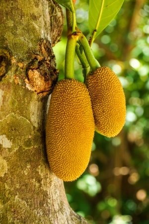 Yellow Jackfruit on treeの写真素材