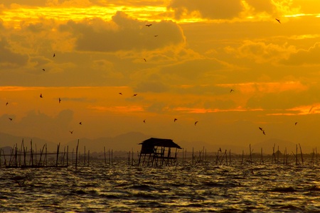Golden sky over the lake and the swallows.の写真素材