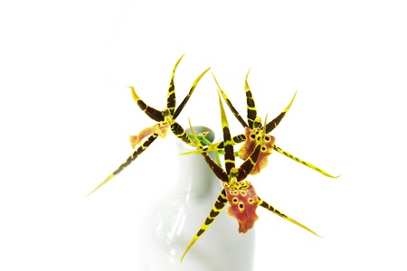 Orchid isolated on white background.の写真素材