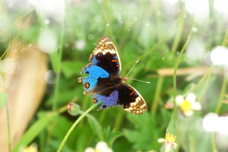Butterfly name "Blue Pansy" on a grass flower. (Jononia orithya wallacei (Distant))の写真素材