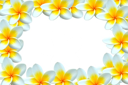 white and yellow frangipani backgroundの写真素材