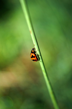 Insecta: Coleoptera: Coccinellidaelady beetles, ladybugs