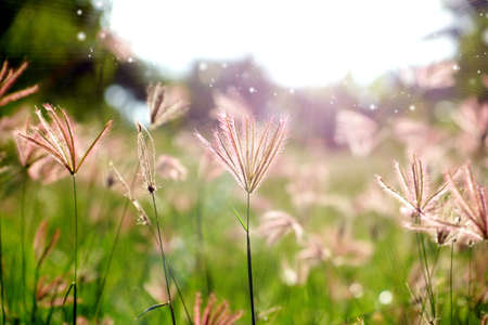 Swollen finger grass. (Chloris barbata Sw.)