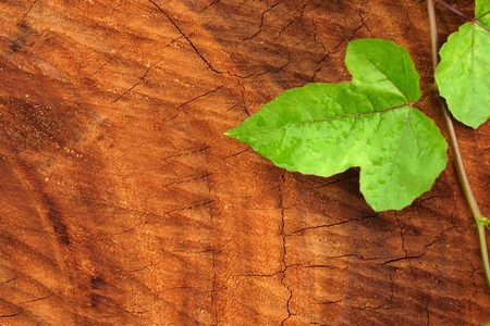 Beautiful surface pattern in the industry with green leaves.の写真素材