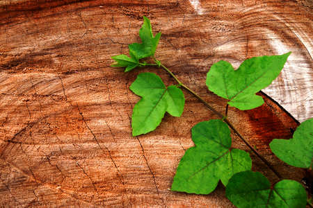 Beautiful surface pattern in the industry with green leaves.の写真素材
