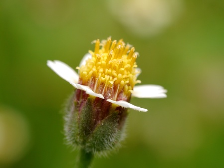 Grass in the summerの写真素材