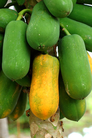 papaya on plantの写真素材
