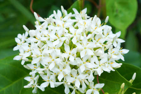 The white flowers are fragrant refreshing(siamese white Ixora). Scientific Name : Ixora finlaysonia wall. ex 6. Donの写真素材