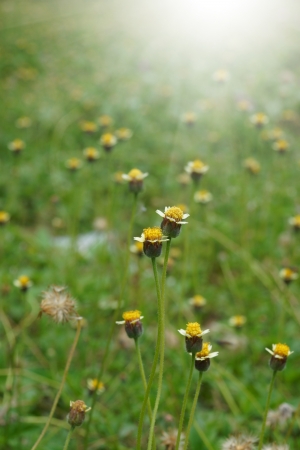 Mexican daisy (Tridax procumbens L.)の写真素材