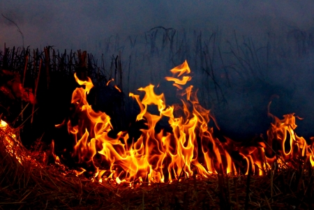 fire grass springの写真素材