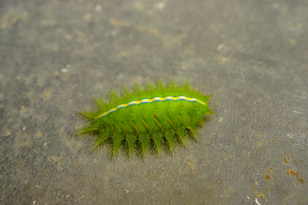 Green worm with leavesの写真素材