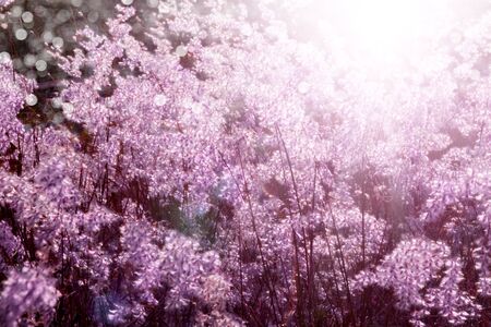 Flower grass impact sunlight              の写真素材