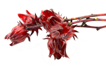Hibiscus sabdariffa or roselle fruitsの写真素材