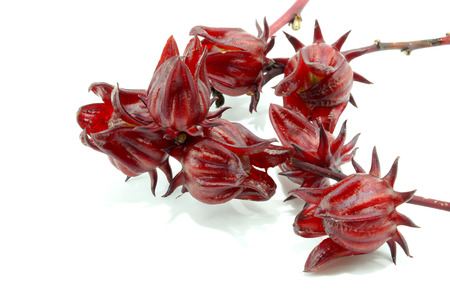 Hibiscus sabdariffa or roselle fruitsの写真素材
