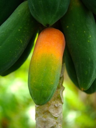 Ripe and raw papaya on the tree.の写真素材