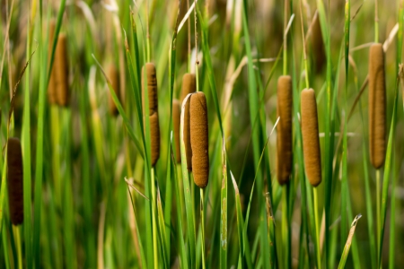 red bulrush amongst green sheet red bulrush amongst green sheet