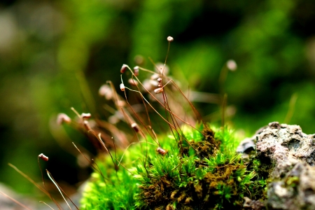 moss bryophyta