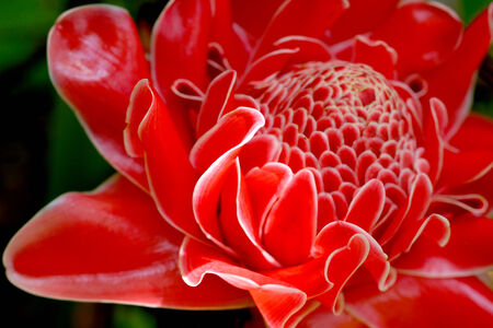 Red flower of etlingera elatiorの写真素材