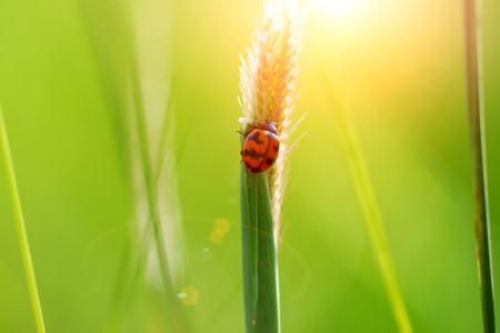 Ladybug on grass after sun exposure. (Insecta Coleoptera: Coccinellidae)の写真素材
