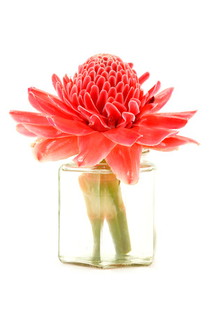 Tropical flower of red torch ginger   Etlingera elatior  Jack  R M  Sm  の写真素材