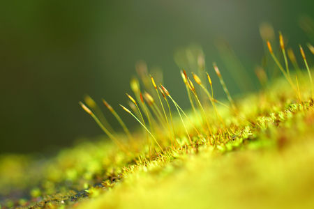 macro photo with green moss backgroundの写真素材