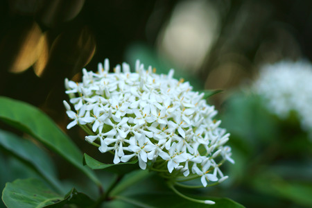 Very fragrant white flowers name Siamese white ixora. (Scientific name: Ixora finlaysoniana Wall....