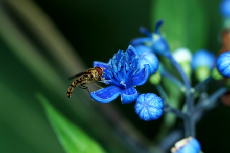 Blue wild flowers. (Dichroa febrifuga Lour.Hydrangeaceae)