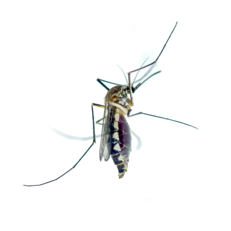 Mosquito isolated on white backgroundの写真素材