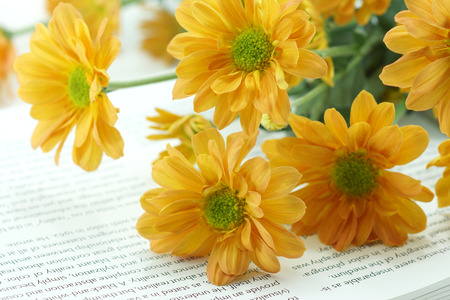 orange chrysanthemum on bookのeditorial素材