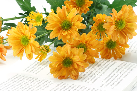 orange chrysanthemum on bookのeditorial素材