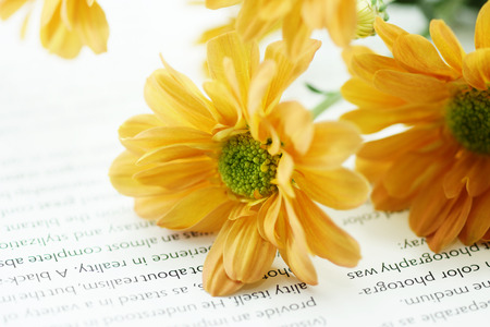 orange chrysanthemum on bookのeditorial素材