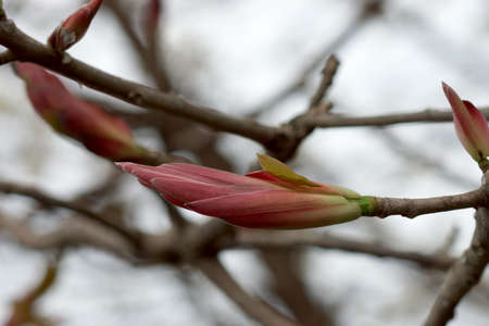 The leaves are about to bloom (Ficus lacor Buch.)
