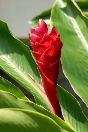 beautiful tropical red ginger flowerの写真素材