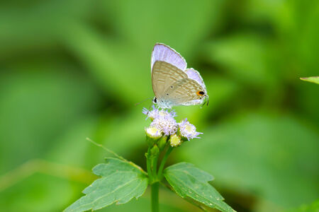 butterfly on flowerの写真素材