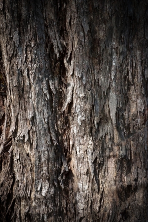 Bark of Pine Treeの写真素材