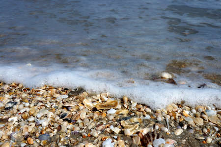 Sea shells on sand. Summer beach background.