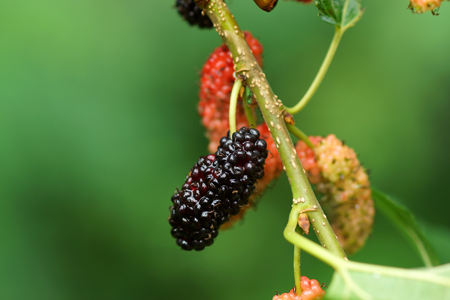 Fresh ripe mulberry berries on treeの写真素材