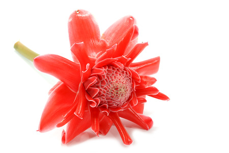 beautiful tropical red ginger flower on isolate white background.の写真素材