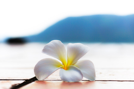 white frangipani flowerの写真素材