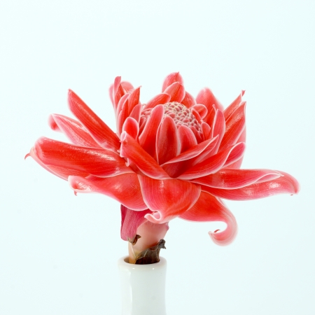 Tropical flower of Pink torch ginger. (Etlingera elatior (Jack) R.M. Sm.)の写真素材