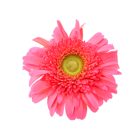 Large pink flower gerbera on a white backgroundの写真素材