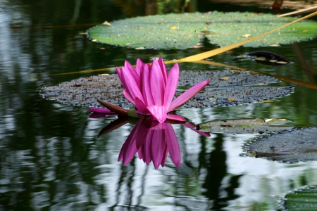 Beautiful pink waterlily or lotus flower.の写真素材